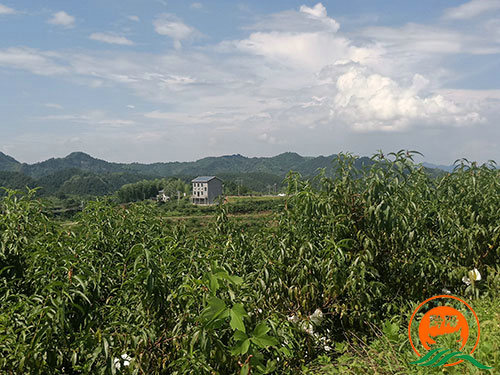 黔陽瞐黔陽黃桃產業園6